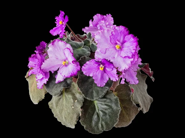 Blooming Violet Uzambara Hybrid Selective Pink Purple Semi Double Close — Stock Photo, Image