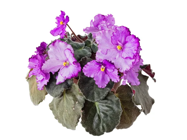 Blooming Violet Uzambara Hybrid Selective Pink Purple Semi Double Close — Stock Photo, Image