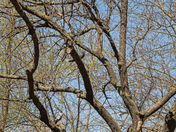 Dwa Gołębie Siedzą Drzewie Chowają Się Gęstych Gałązkach Gałęzi Gotowe — Zdjęcie stockowe