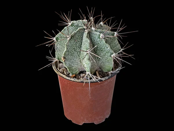 Kaktüs Astrophytum Ornatum Yaşında Meksika Growth Vatanı Siyah Arkaplanda Zole — Stok fotoğraf