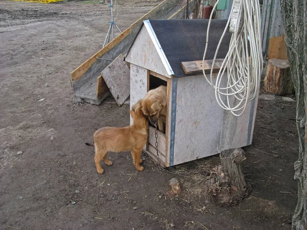 Mom Dog Carefully Listens to What Her Son Is Saying. Together They Guard the Construction Site