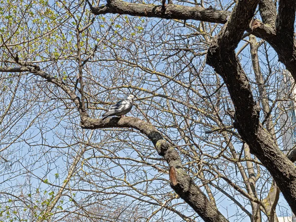 Pigeon Sauvage Coloriage Panaché Assoit Sur Arbre Déguise Parmi Entrelacement — Photo