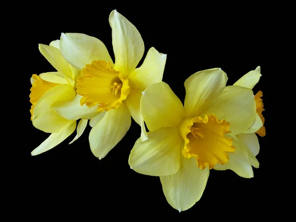 Blommande Gula Blomknoppar Narcissus Blommor Närbild Isolerad Svart Bakgrund — Stockfoto