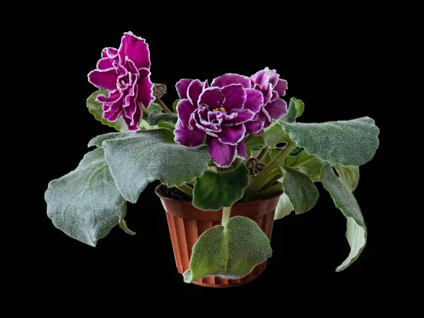 Ramo Violetas Florecientes Uzambara Híbrido Reproducción Púrpura Morado Color Con — Foto de Stock