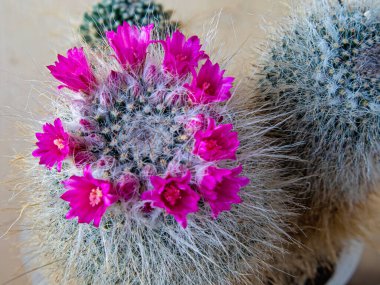 Çiçeklerin Parlak Pembe Corolla 'sı Üç Kökten oluşan Kaktüs Mammillaria Hahniana' yı Adores the Kaktüs Mammillaria Hahniana. Bitki Çağı, 15 Yaşında, İç Güvenlik, Meksika ve Güney Amerika 