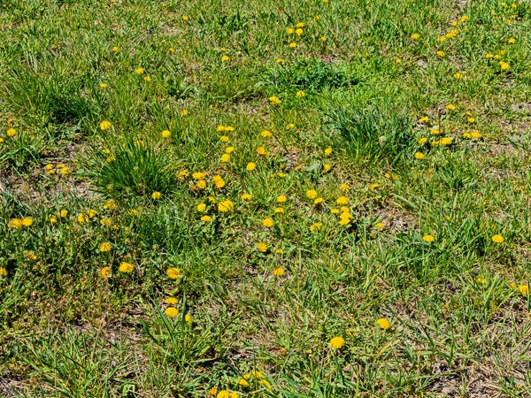 Yellow Dandelion Flowers Decorated the Grass Cover On the Lawn, Forming A Kind of Natural Carpet