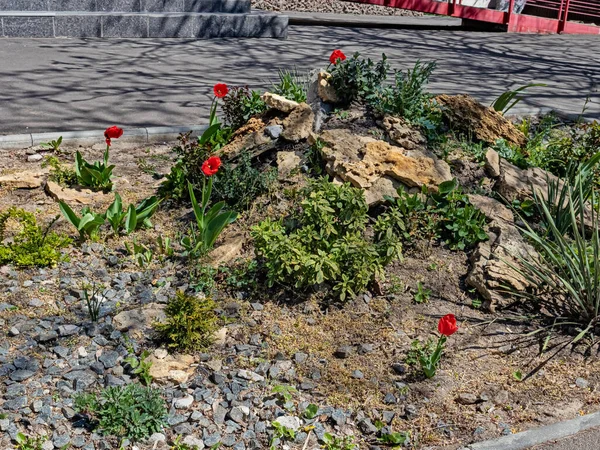 Jasně Červené Tulipány Zdobily Alpský Kopec Mezi Asfaltovou Chodbou Jedné — Stock fotografie