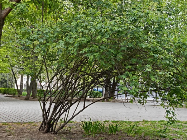 Rozenbottel Bush Met Verweven Takken Tulpen Groeien Een Gazon Een — Stockfoto