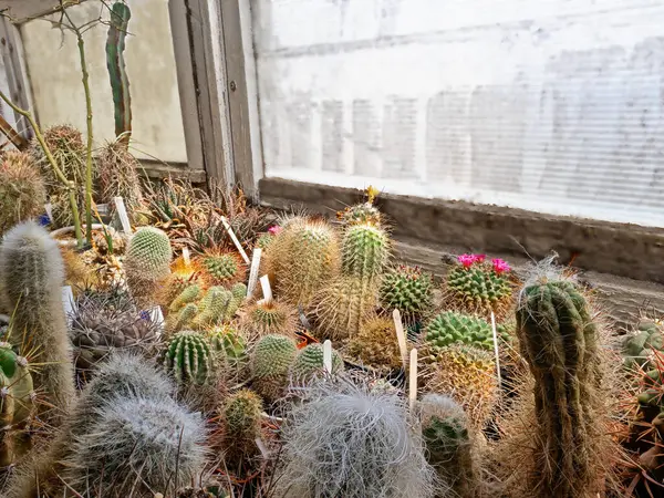 Kolekcja Cacti Succulents Lit Bright Spring Sun Home Greenhouse Balkonie — Zdjęcie stockowe