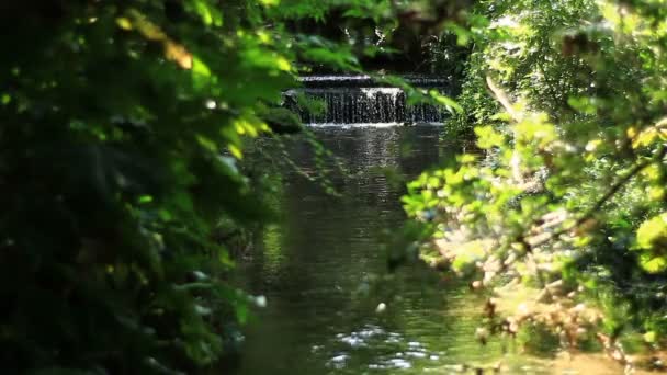 Bäcken på Minamisawa skog i Higashikurume mellersta skott — Stockvideo