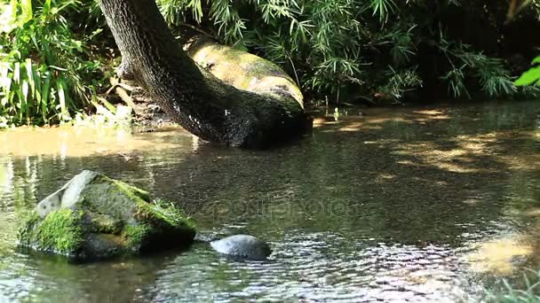 Brook at Minamisawa forest medium shot deep focus — Stock Video