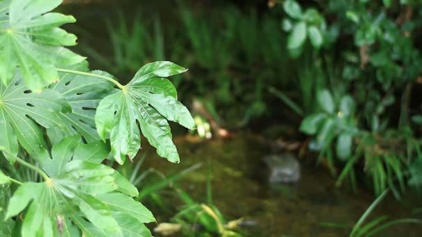 Leaf beihnd Brook à Higashikurume plan rapproché mise au point peu profonde — Video