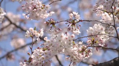 Bruches yakın çekim ile kiraz çiçeği 