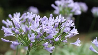 Agapanthus yakın atış park açık sığ odak
