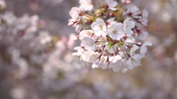 桜の花をクローズ アップ石神井川でハード風. — ストック動画
