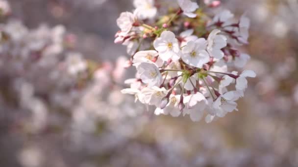 Flor de cerezo primer plano viento fuerte en el río Shakujii . — Vídeo de stock