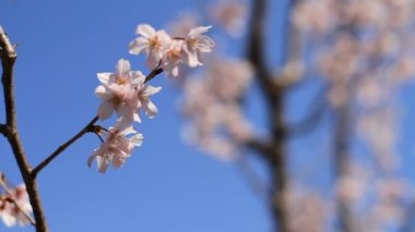 kiraz çiçeği Kawazuzakura sığ odak Nerima Aizenin tapınağında kiraz ağacın arkasında. Onun Tokyo'da bir kiraz çiçeği. fotoğraf makinesi: Canon Eos 7d