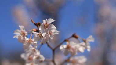 kiraz çiçeği Kawazuzakura sığ odak gökyüzüne Nerima Aizenin tapınağında arkasında. Onun Tokyo'da bir kiraz çiçeği. fotoğraf makinesi: Canon Eos 7d