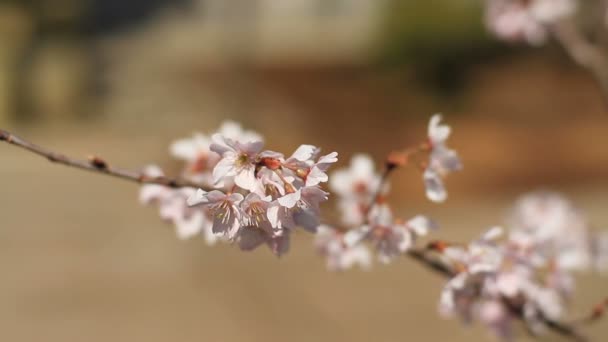 練馬の Aizenin 寺で地面の背後にある Kawazuzakura 浅いフォーカスの桜 その東京の桜 カメラ キヤノン Eos — ストック動画