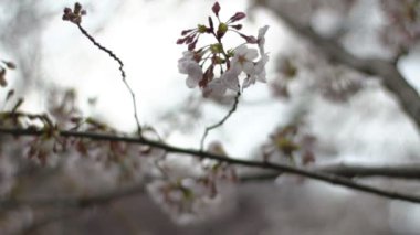 Kiraz çiçeği. Onun Japan.camera içinde bir kiraz çiçeği: Canon Eos 7d