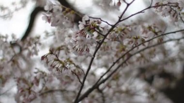 Kiraz çiçeği. Onun Japan.camera içinde bir kiraz çiçeği: Canon Eos 7d