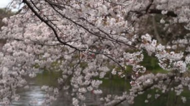 Kiraz çiçeği. Onun Japan.camera içinde bir kiraz çiçeği: Canon Eos 7d