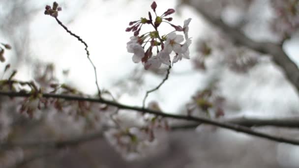 Flor Cerezo Una Flor Cerezo Japón Cámara Canon Eos — Vídeo de stock