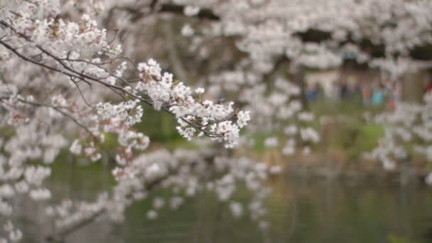 Flor Cerezo Una Flor Cerezo Japón Cámara Canon Eos — Vídeo de stock