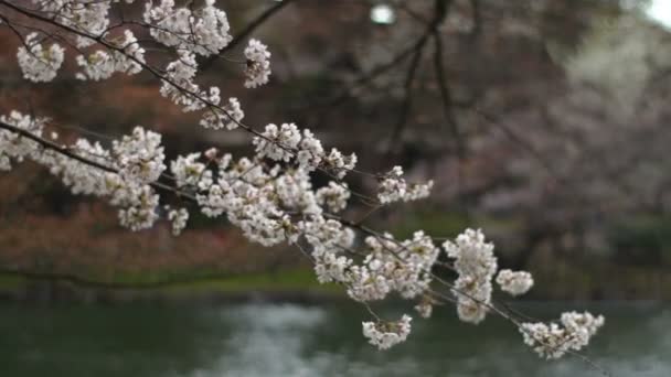 Kwiat Wiśni Jej Kwitnącej Wiśni Japan Camera Canon Eos — Wideo stockowe