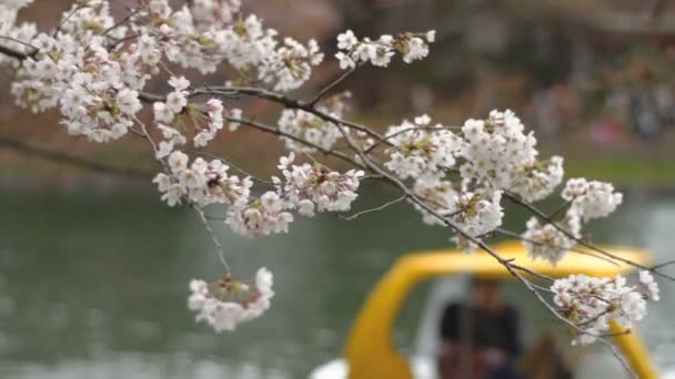 Fleur Cerisier Est Une Fleur Cerisier Japon Camera Canon Eos — Video