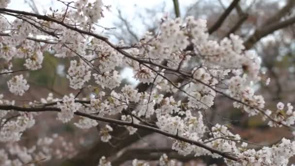 Черри Блоссом Цветение Сакуры Japan Camera Canon Eos — стоковое видео