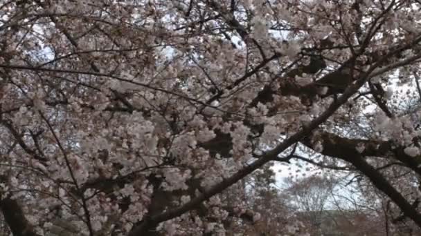 Kwiat Wiśni Jej Kwitnącej Wiśni Japan Camera Canon Eos — Wideo stockowe