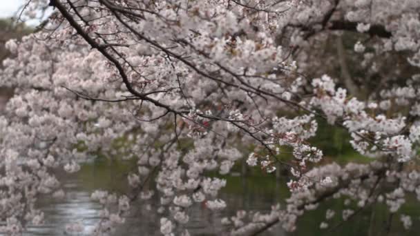 Kwiat Wiśni Jej Kwitnącej Wiśni Japan Camera Canon Eos — Wideo stockowe