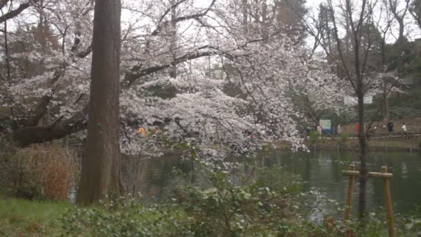 Cherry Blossom Uma Flor Cereja Japan Câmera Fotográfica Canon Eos — Vídeo de Stock