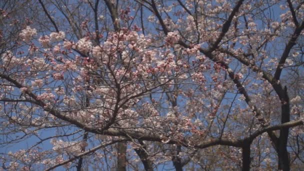 벚꽃입니다 그것의 Japan Camera에 Eos — 비디오