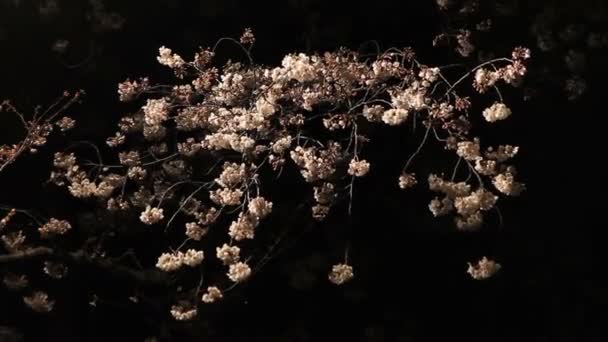 Cherry Blossom Its Cherry Blossom Japan Camera Canon Eos — Stock Video