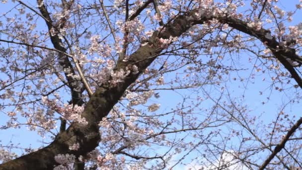 Cherry Blossom Uma Flor Cereja Japan Câmera Fotográfica Canon Eos — Vídeo de Stock