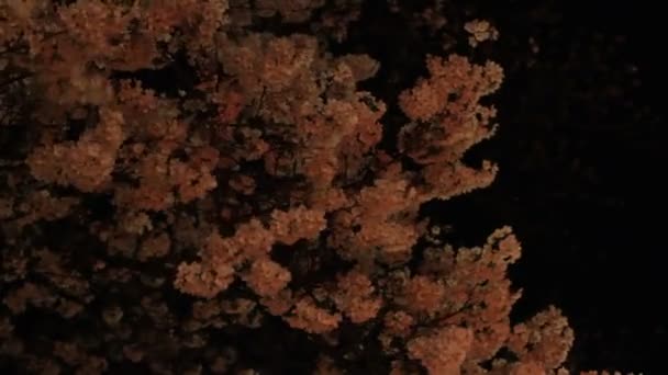 樱桃花 它是日本的一朵樱花 摄像头 Eos — 图库视频影像