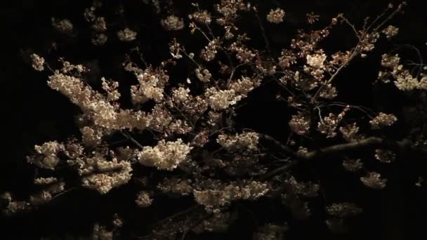 Cherry Blossom Cherry Blossom Japan Camera Canon Eos — Stock videók