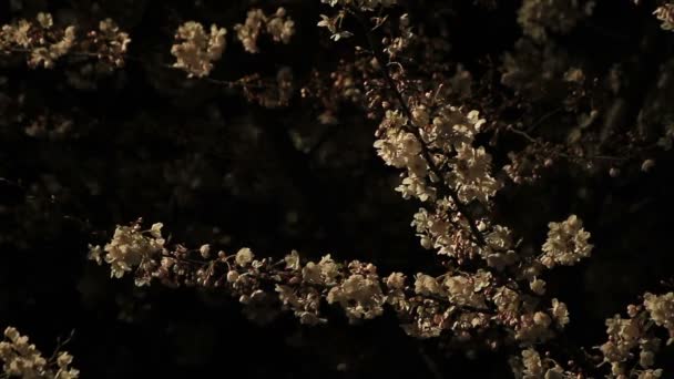 Kiraz Çiçeği Onun Japan Camera Içinde Bir Kiraz Çiçeği Canon — Stok video