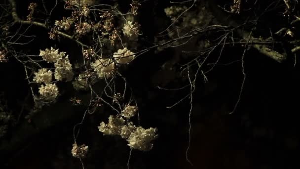 Cherry Blossom Avec Des Branches Version Nuit Long Tir Harimazaka — Video