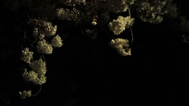 Cherry Blossom Met Takken Nacht Versie Harde Wind Harimazaka Haar — Stockvideo