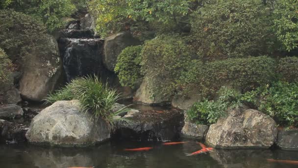 Santuario Nezu Algunas Carpas Lago Enfoque Estándar Plano Cercano Tokio — Vídeos de Stock