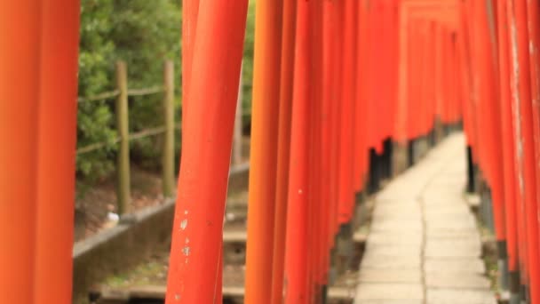 Torii Como Túnel Santuario Nezu Tokio Enfoque Superficial Cámara Canon — Vídeos de Stock