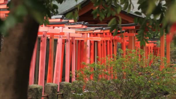 根津でトンネルの右側のような鳥居神社東京のロング ショットの標準のフォーカス カメラ キヤノン Eos — ストック動画