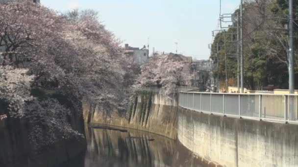 Flor Cerezo Cerca Del Río Nerima Tokio Japón 2017 Una — Vídeo de stock