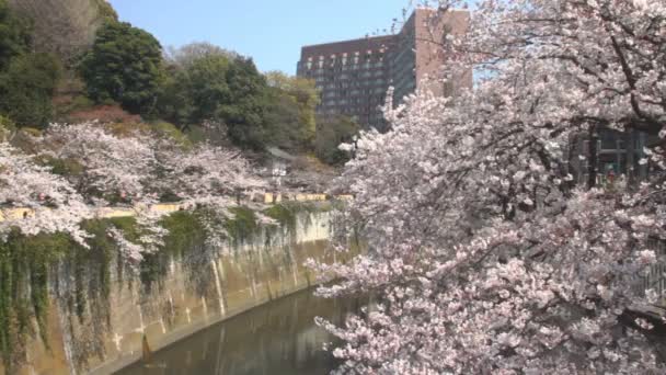 Cherry Blossom Kanda Folyó Épület Mögött Annak Cseresznyevirág Tokióban Fényképezőgép — Stock videók