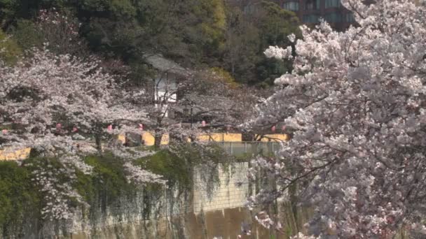 Cherry Blossom Dietro Vecchie Case Fiume Kanda Fiore Ciliegio Tokyo — Video Stock