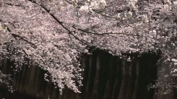 Вишня Блоссом Сфокусирована Реке Канда Цветок Вишни Токио Камера Canon — стоковое видео
