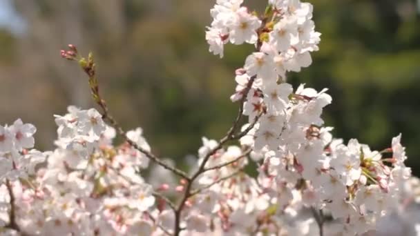 Cherry Blossom Vicino Concentrazione Superficiale Fiume Kanda Fiore Ciliegio Tokyo — Video Stock